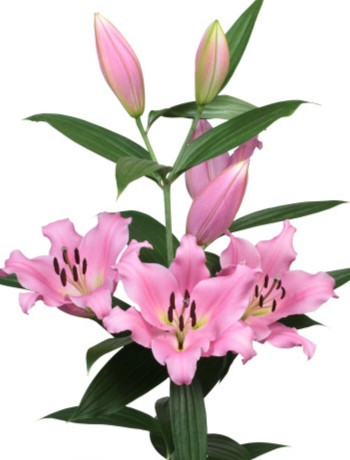 Dharini liliomhagyma 