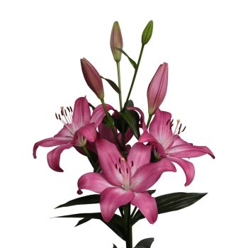 Arbatax liliomhagyma 