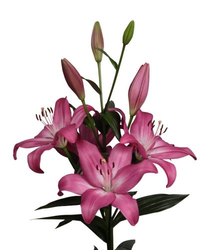 Arbatax liliomhagyma 