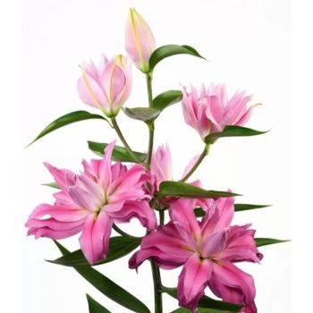 Kadango liliomhagyma 