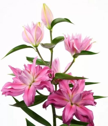 Kadango liliomhagyma 