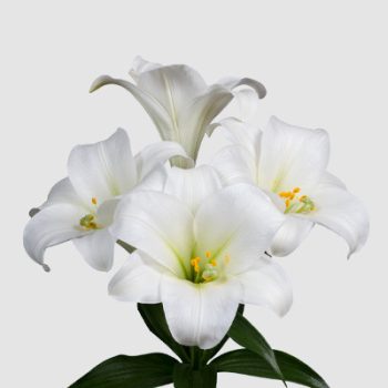 Carpino liliomhagyma 