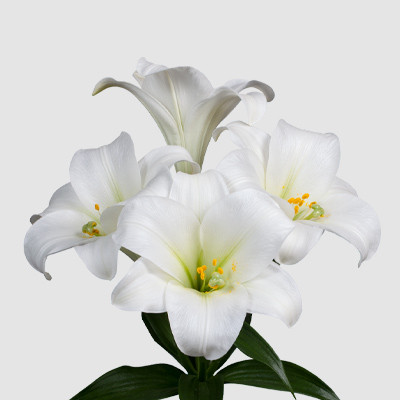 Carpino liliomhagyma 