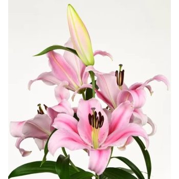 Frontera liliomhagyma 