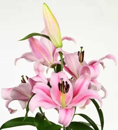 Frontera liliomhagyma 