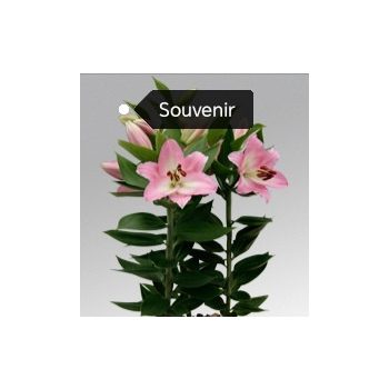   Törpe liliomhagyma csomag(2-2 darab Enterteainer,Red Radiance,Reeleezee,Souvenir,Sunlight Express)