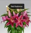 Törpe liliomhagyma csomag(2-2 darab Enterteainer,Red Radiance,Reeleezee,Souvenir,Sunlight Express)
