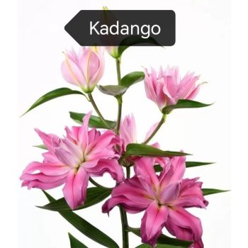   Dupla csoda liliomhagyma csomag (2-2 darab Conamara,Double Diamond,Kadango,Snow World)