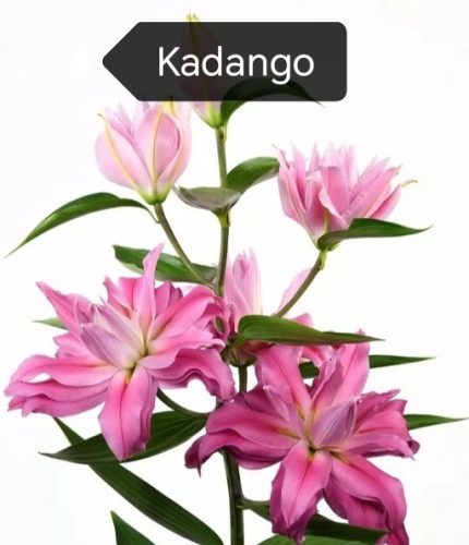 Dupla csoda liliomhagyma csomag (2-2 darab Conamara,Double Diamond,Kadango,Snow World)
