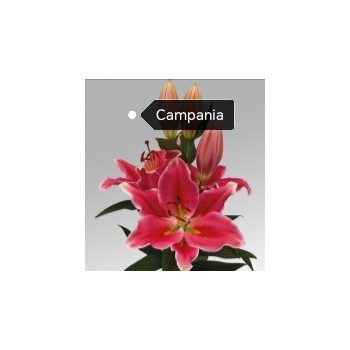   Színkavalkád liliomhagyma csomag (2-2 darab Campania,Frontera,Gracioli,Nymph,Volvic)